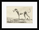 Greyhound Diana by Gerardus Emaus de Micault