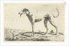 Greyhound Diana by Gerardus Emaus de Micault