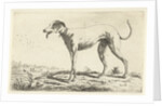 Greyhound Diana by Gerardus Emaus de Micault