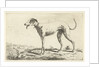 Greyhound Diana by Gerardus Emaus de Micault