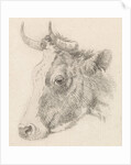 Head of a bull by Dirk van Oosterhoudt