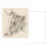 Head of a bull by Dirk van Oosterhoudt