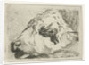 Head of a calf, in profile, resting on a beam by Hermanus Fock