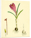 Crocus Vernus Purple Crocus by Anonymous