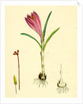 Crocus Vernus Purple Crocus by Anonymous