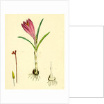 Crocus Vernus Purple Crocus by Anonymous