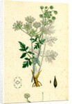 Chaerophyllum Temulum Rough Chervil by Anonymous