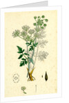Chaerophyllum Temulum Rough Chervil by Anonymous