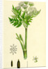 Myrrhis Odorata Sweet Cicely by Anonymous