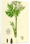 Myrrhis Odorata Sweet Cicely by Anonymous