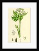 Myrrhis Odorata Sweet Cicely by Anonymous