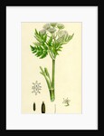 Myrrhis Odorata Sweet Cicely by Anonymous