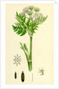 Myrrhis Odorata Sweet Cicely by Anonymous