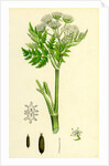 Myrrhis Odorata Sweet Cicely by Anonymous