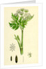 Myrrhis Odorata Sweet Cicely by Anonymous
