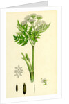 Myrrhis Odorata Sweet Cicely by Anonymous