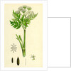 Myrrhis Odorata Sweet Cicely by Anonymous