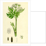 Myrrhis Odorata Sweet Cicely by Anonymous