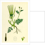 Scandix Pecten-Veneris Common Venus'-Comb by Anonymous