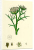 Echinophora Spinosa Sea Prickly-Samphire by Anonymous