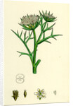 Echinophora Spinosa Sea Prickly-Samphire by Anonymous