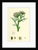Echinophora Spinosa Sea Prickly-Samphire by Anonymous