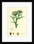 Echinophora Spinosa Sea Prickly-Samphire by Anonymous