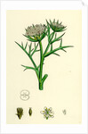 Echinophora Spinosa Sea Prickly-Samphire by Anonymous