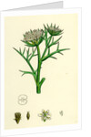 Echinophora Spinosa Sea Prickly-Samphire by Anonymous