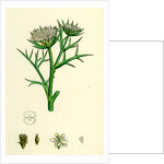 Echinophora Spinosa Sea Prickly-Samphire by Anonymous