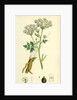 Conium Maculatum Common Hemlock by Anonymous