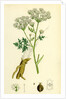 Conium Maculatum Common Hemlock by Anonymous