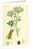 Conium Maculatum Common Hemlock by Anonymous