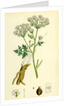 Conium Maculatum Common Hemlock by Anonymous