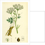 Conium Maculatum Common Hemlock by Anonymous