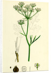 Physospermum Cornubiense Cornish Bladder-Seed by Anonymous