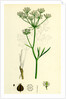 Physospermum Cornubiense Cornish Bladder-Seed by Anonymous