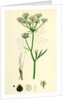 Physospermum Cornubiense Cornish Bladder-Seed by Anonymous