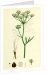 Physospermum Cornubiense Cornish Bladder-Seed by Anonymous