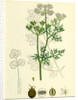Coriandrum Sativum Common Coriander by Anonymous