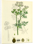 Coriandrum Sativum Common Coriander by Anonymous