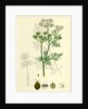 Coriandrum Sativum Common Coriander by Anonymous
