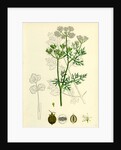 Coriandrum Sativum Common Coriander by Anonymous