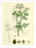 Coriandrum Sativum Common Coriander by Anonymous