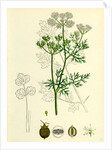 Coriandrum Sativum Common Coriander by Anonymous