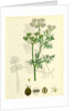 Coriandrum Sativum Common Coriander by Anonymous
