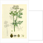Coriandrum Sativum Common Coriander by Anonymous