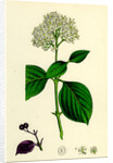 Cornus Sanguinea Common Dogwood by Anonymous