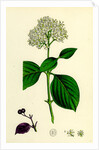 Cornus Sanguinea Common Dogwood by Anonymous