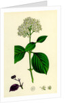 Cornus Sanguinea Common Dogwood by Anonymous